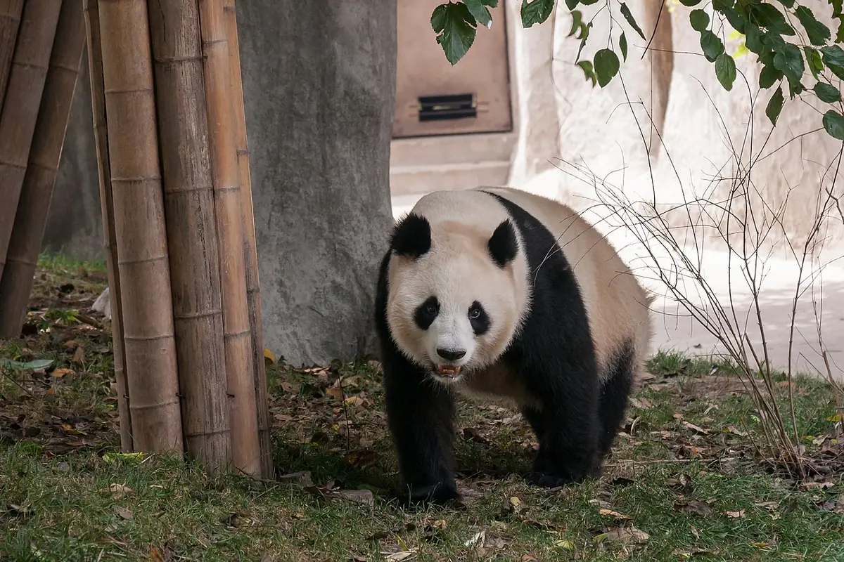 Giant panda in a green outdoor enclosure at the Chengdu Research Base of Giant Panda Breeding